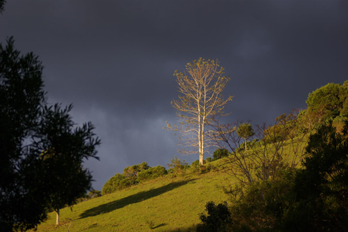 kurrajong-farm